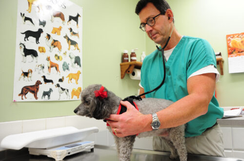 veterinarian and dog