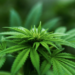 Florida Supreme Court Overturns Ruling on Medical Marijuana